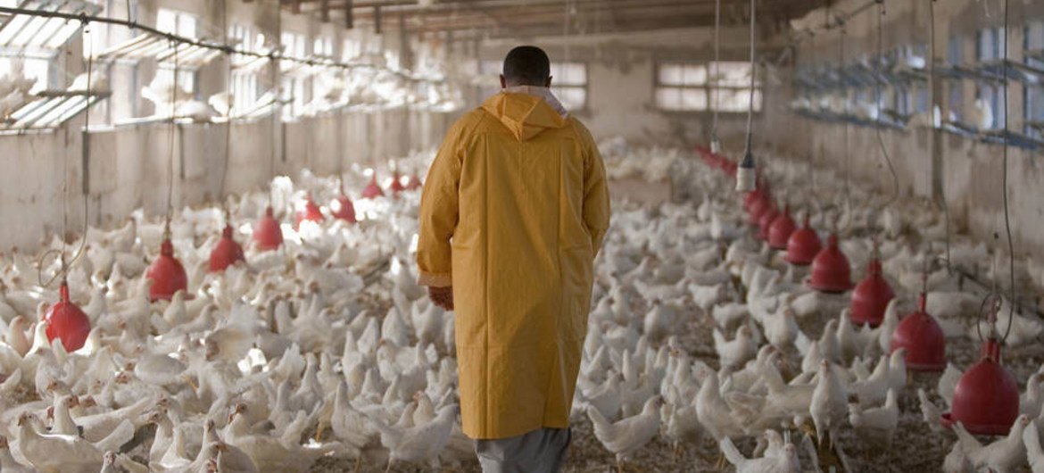  Une poulaillerie en Egypte. Les antimicrobiens sont toujours utilisés comme promoteurs de croissance pour les poulets et autres animaux de la ferme.