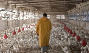  Une poulaillerie en Egypte. Les antimicrobiens sont toujours utilisés comme promoteurs de croissance pour les poulets et autres animaux de la ferme.