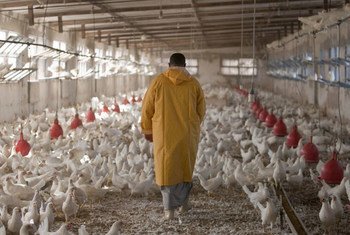  Une poulaillerie en Egypte. Les antimicrobiens sont toujours utilisés comme promoteurs de croissance pour les poulets et autres animaux de la ferme.