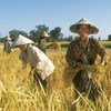مزارعون في حقول الأرز، لاوس. المصدر: الفاو / روبرتو غروسمان