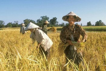 Farmers harvesting rice fields, Laos.