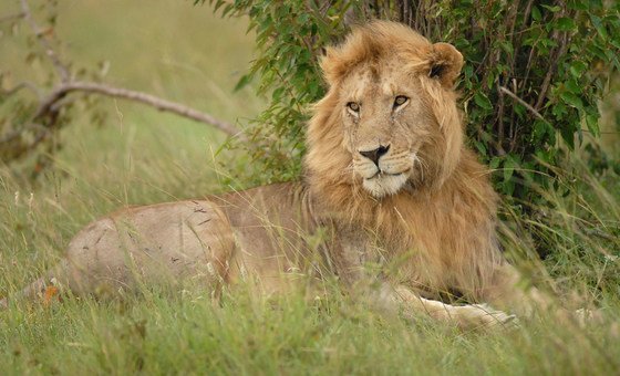 Leão macho na Reserva Masai Mara, Quênia