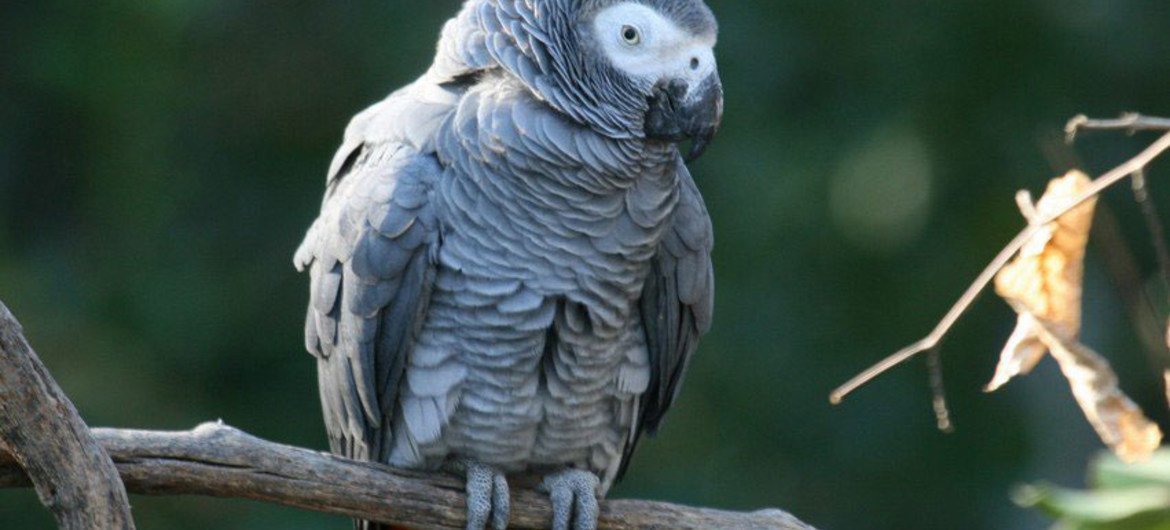 Африканский серый попугай. Фото СИТЕС