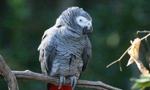 The African grey parrot, one of most trafficked birds in the world.