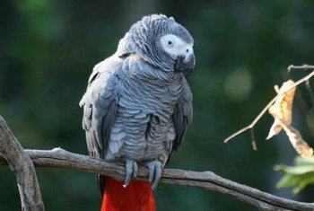 The African grey parrot, one of most trafficked birds in the world.
