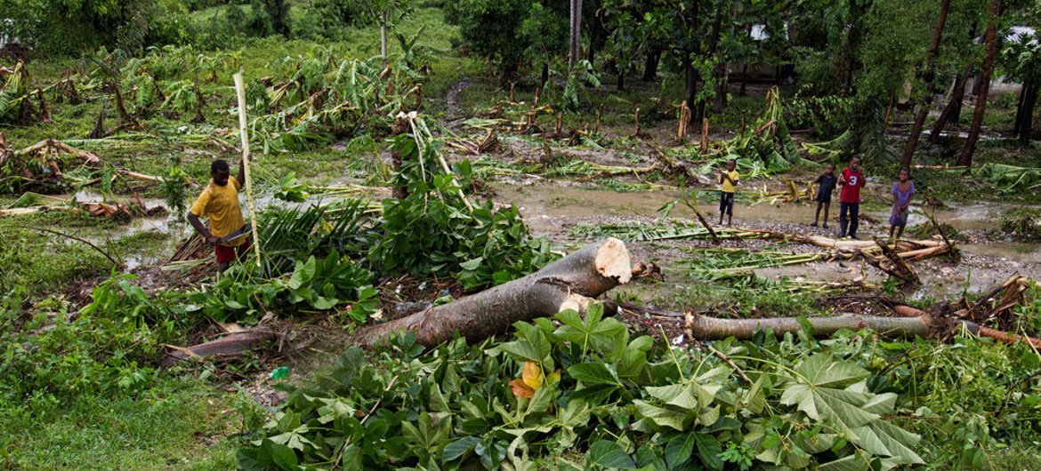 A man works to clear downed trees from his property near the western town of Leoganne, after Hurricane Matthew made landfall in Haiti.  He lost his crops and livestock.