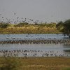 Des oiseaux migrateurs au Soudan. Photo FAO/ONCFS