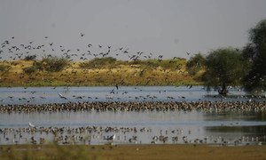 Des oiseaux migrateurs au Soudan. Photo FAO/ONCFS