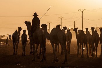 Un berger et ses chameaux sur la route en direction de Tahoua, au Niger, à la tombée du jour. 