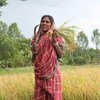 امرأة من ولاية البنغال الغربية في الهند تحصد محاصيلها. وفي الهند، تشكل النساء الريفيات نسبة 74.5 %، لكن 9.3 % فقط منهن يمتلكن الأرض.