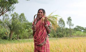 A woman from West Bengal in India harvesting her crops.