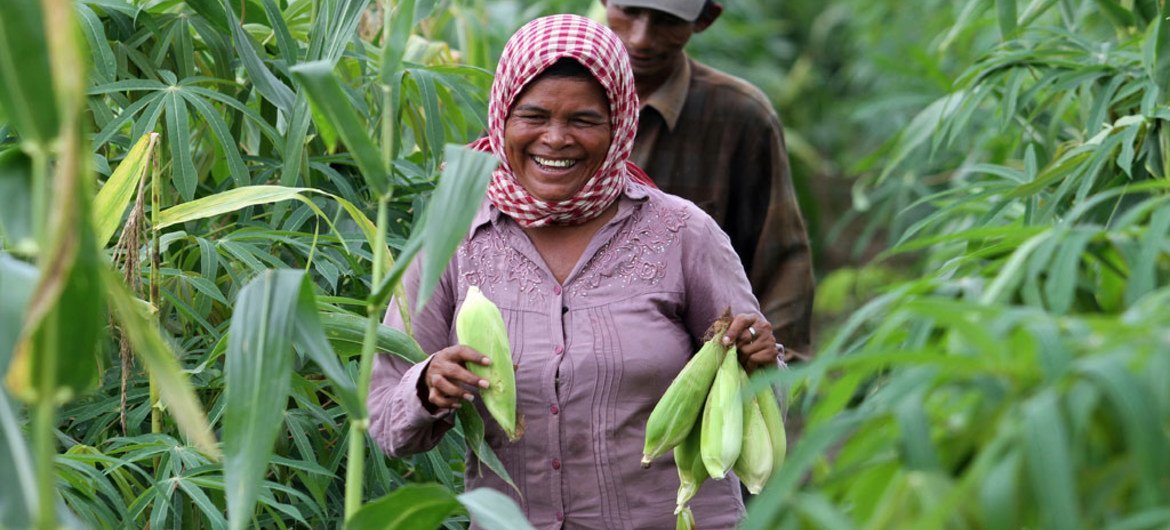 Thoeun harvests corn from her farm in Kampong Cham, Cambodia.