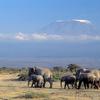 Des éléphants au Kenya avec le Mont Kilimanjaro en arrière-plan.