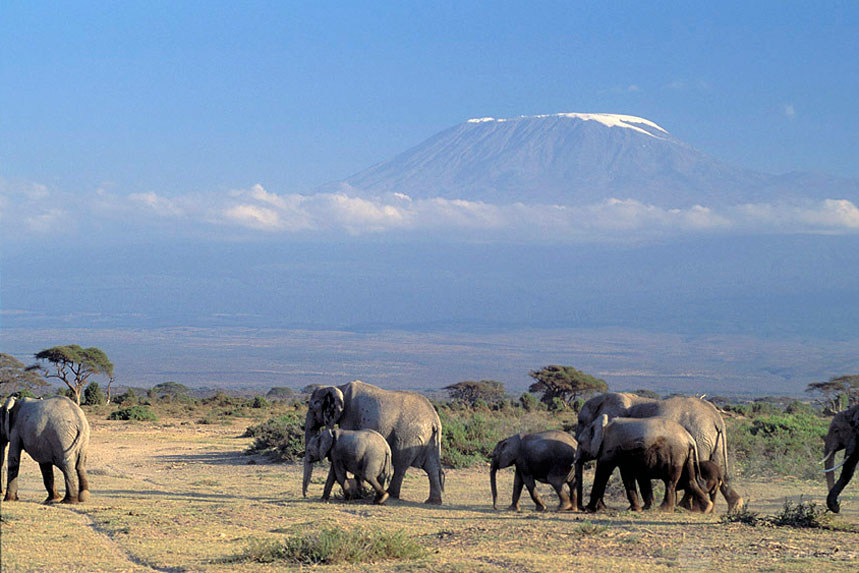 Elefantes en Kenia cerca del monte Kilimanjaro.