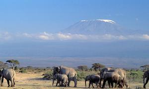 Des éléphants au Kenya avec le Mont Kilimanjaro en arrière-plan.
