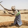 Women at work preparing the field for the next rainy season by escaving mid-moon dams to save water – Niger.