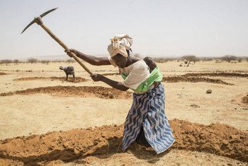 Women at work preparing the field for the next rainy season by escaving mid-moon dams to save water – Niger.