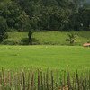 Growing rice in terraced fields. Sri Lanka.