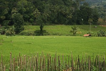 Growing rice in terraced fields. Sri Lanka.