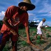 Trabajadores agrícolas en el noreste de Brasil. Foto de archivo: Banco Mundial/Scott Wallace