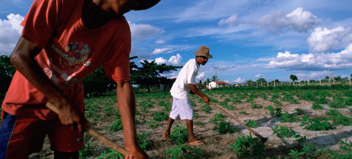 Agricultores no estado da Bahia, no Brasil.