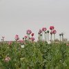 Opium poppy field in Afghanistan.
