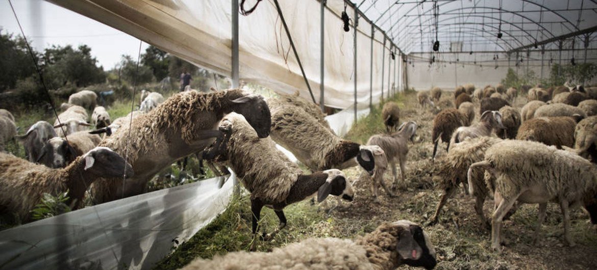 Peste des petits ruminants (PPR) – also known as sheep and goat plague – has spread to some 70 countries in Africa, the Middle East and Asia, causing annual damage estimated at $1.4 to $2.1 billion.