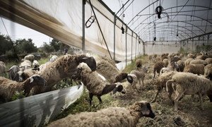 Peste des petits ruminants (PPR) – also known as sheep and goat plague – has spread to some 70 countries in Africa, the Middle East and Asia, causing annual damage estimated at $1.4 to $2.1 billion.