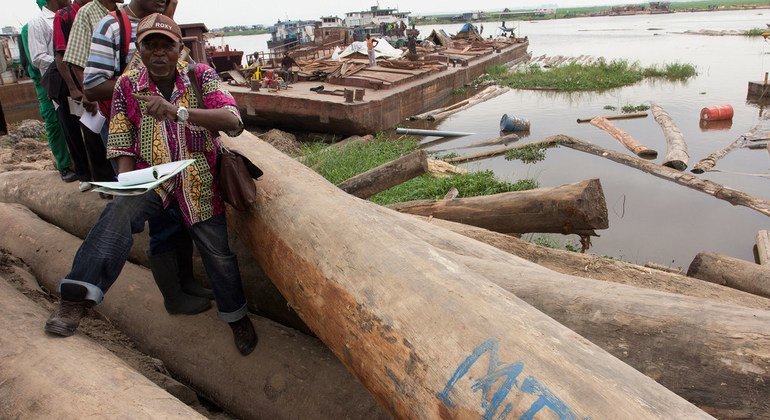 Vérification de la légalité du bois entreposé dans un dépôt près de Kinshasa, en République démocratique du Congo.