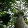 Именно леса позволяют многим странам смягчить последствия изменения климата