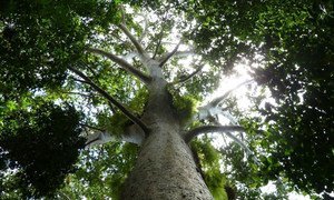 森林在缓解气候变化带来的影响方面发挥着重要作用。
