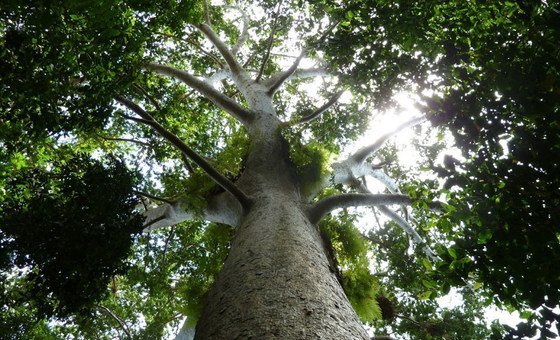 Леса позволяют многим странам смягчить последствия изменения климата
