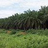 Plantación industrial de palmeras en Camerún. Foto:Banco Mundial / Flore de Preneuf