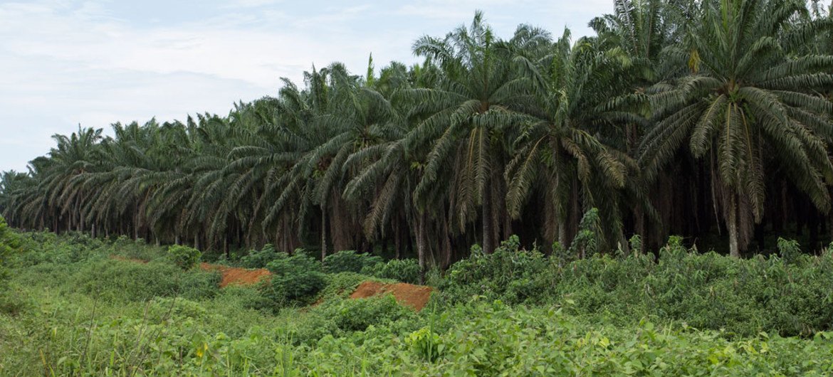 Plantación industrial de palmeras en Camerún. Foto:Banco Mundial / Flore de Preneuf