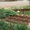 Utilisant l'espace disponible, les micro-jardins sont une source d'aliments frais et nutritifs pour les populations 