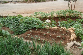 Utilisant l'espace disponible, les micro-jardins sont une source d'aliments frais et nutritifs pour les populations 