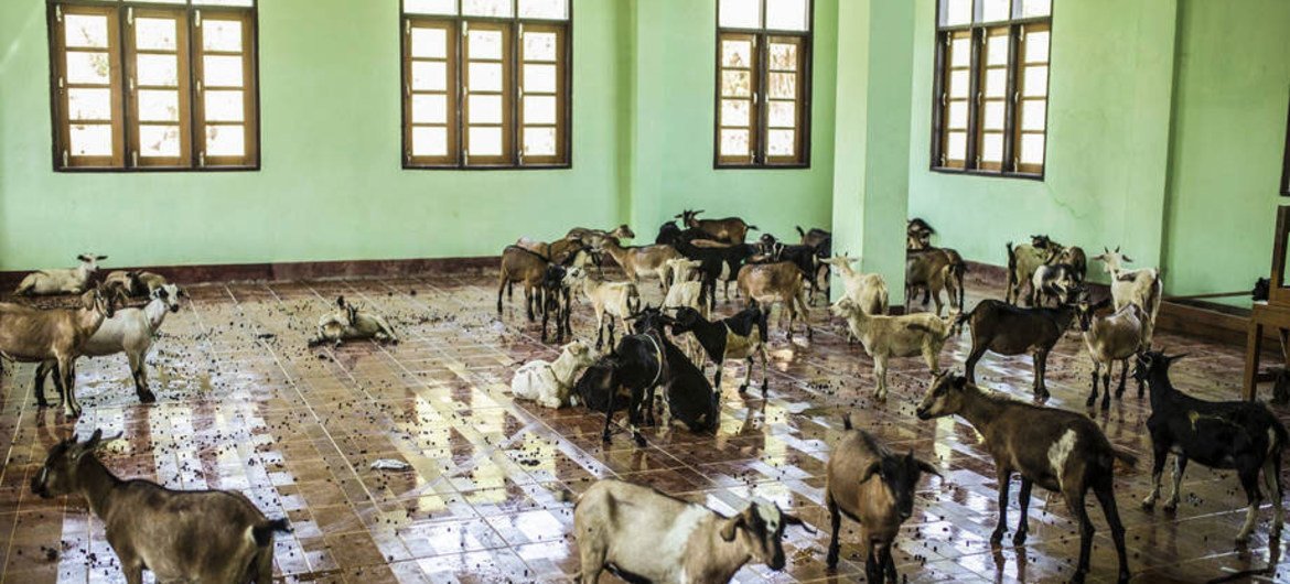 Goats await sorting in a school in Maungday, Myanmar.