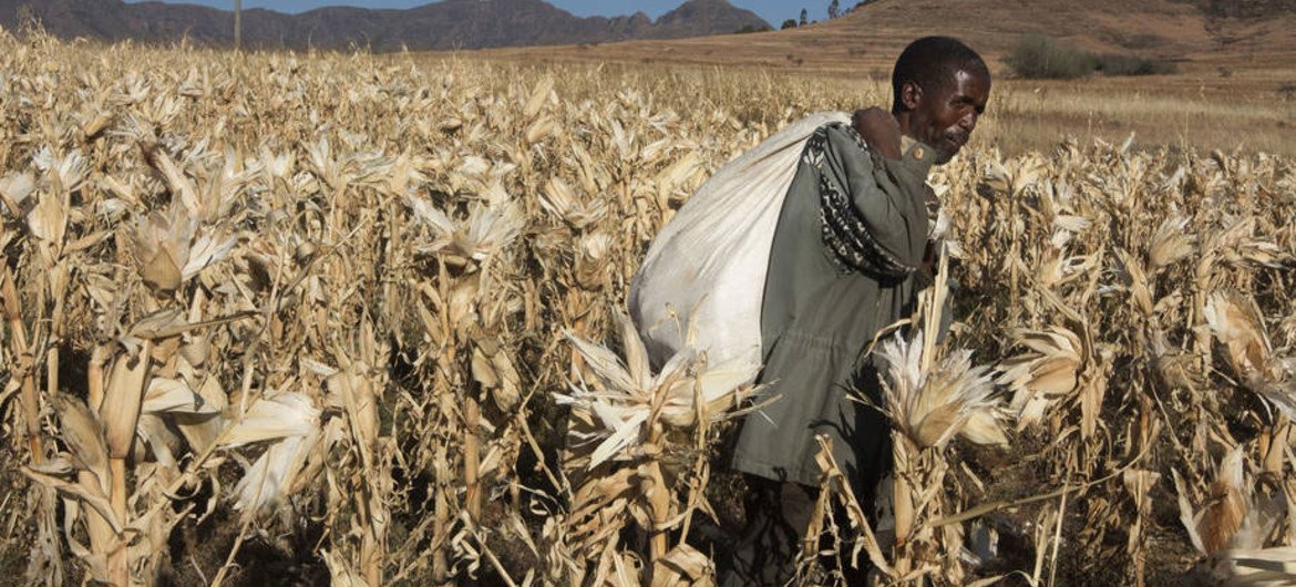 Un agriculteur cultive du maïs au Lesotho (archives). 