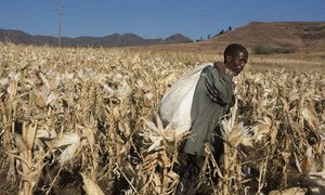 Un agriculteur cultive du maïs au Lesotho (archives). 
