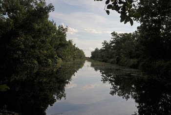 Canals in Palangkaraya, Central Kalimantan Province, Indonesia, are hedged by dams to retain water for the regeneration of peat fields.