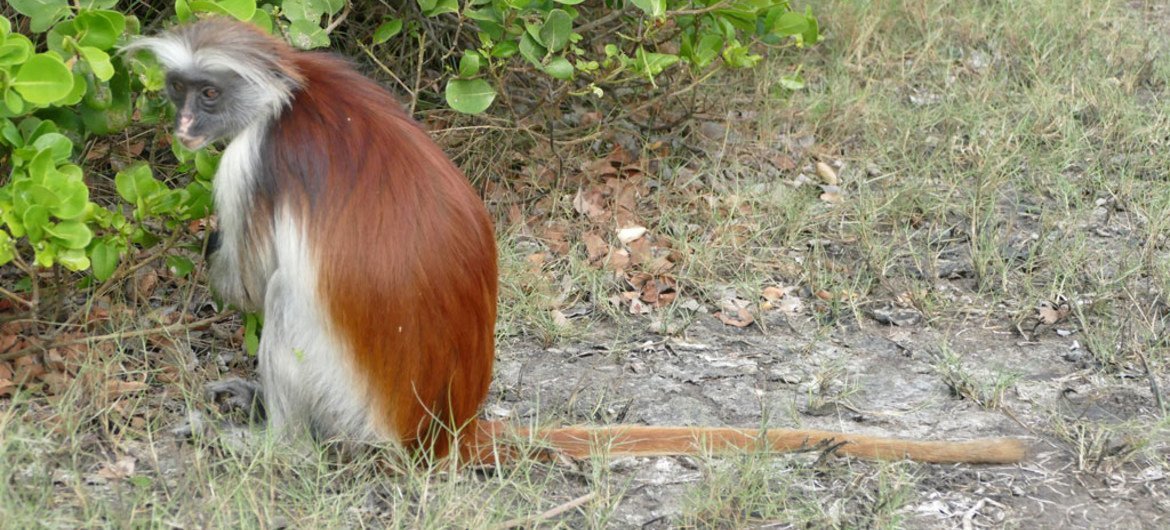 非洲桑给巴尔的红猴成为狩猎的一个主要目标。联合国开发计划署/Peter Prokosch