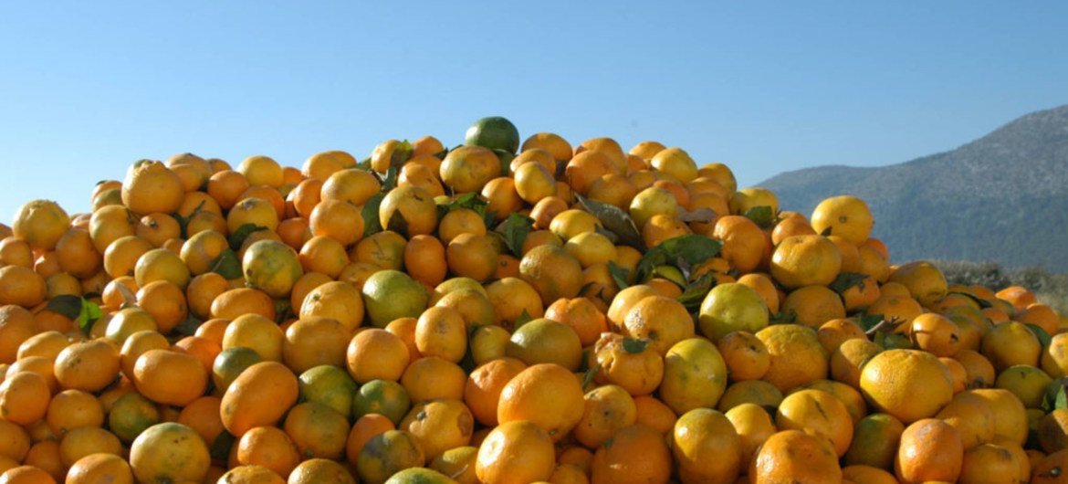 In Croatia, a pile of pest-damaged oranges, destined for disposal.