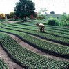 哥伦比亚的咖啡种植园。粮农组织图片