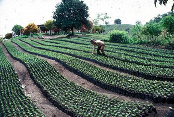 Plantación de café cerca de Manizales, Colombia.