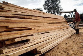 Workers stack wood cut at a processing facility near Kisumu, Kenya.
