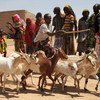 المزارعون في القرن الإفريقي بحاجة ماسة إلى المساعدة الإنسانية للتعافي من موسمين متتاليين من الجفاف.