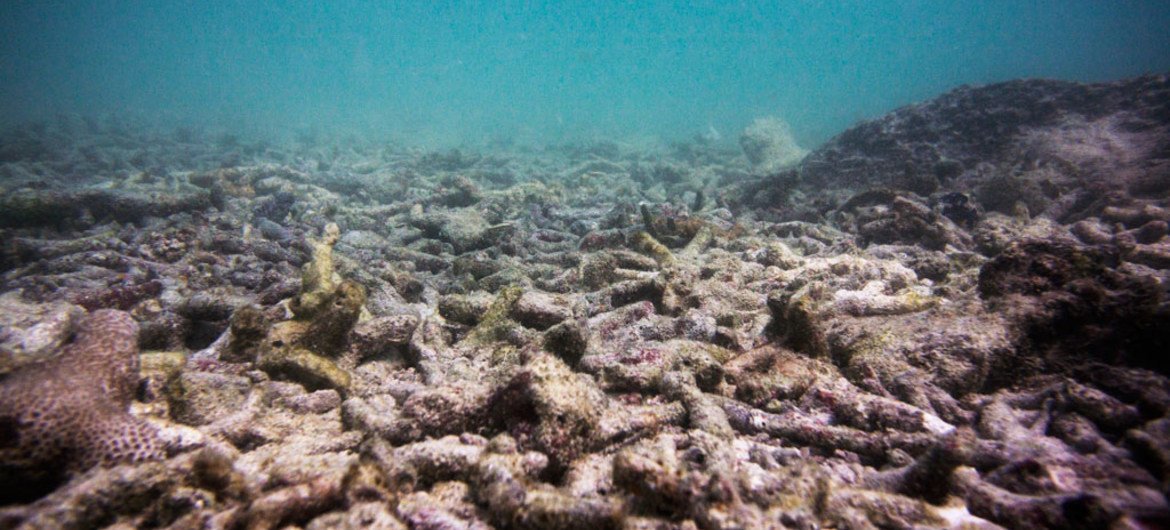 La mayoría de los arrecifes de las Seychelles han muerto debido a El Niño, el blanqueamiento de coral, la pesca y el aumento de la temperatura del agua del mar. 