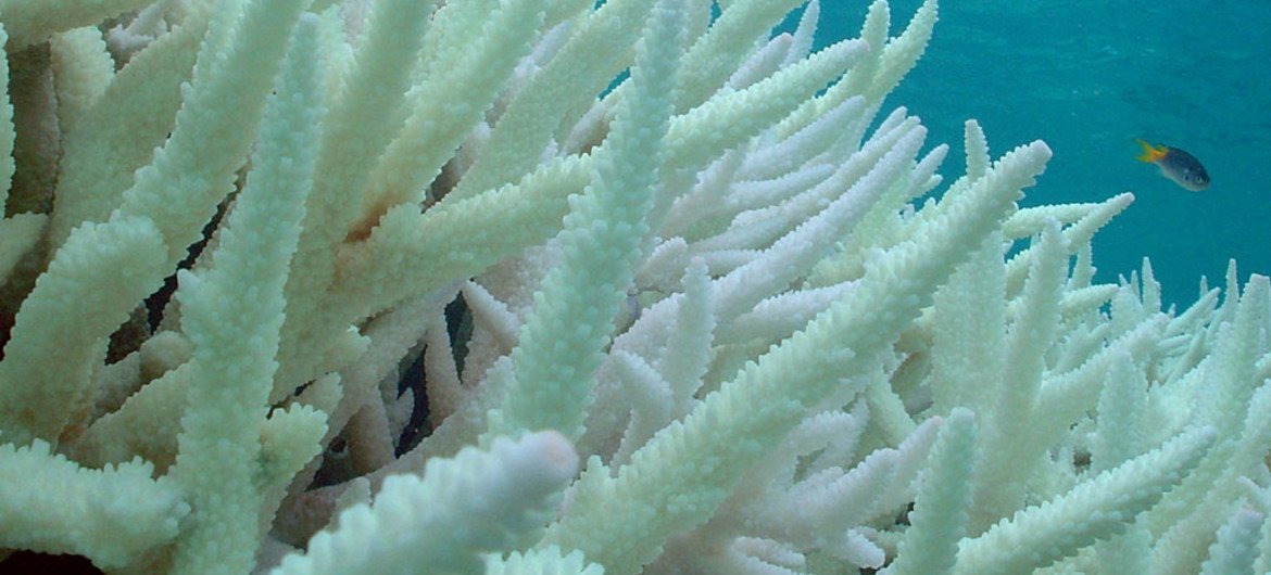 澳大利亚大堡礁珊瑚白化。