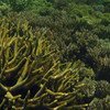 珊瑚礁对气候变化十分敏感。