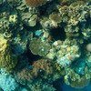 Les récifs coralliens sont les écosystèmes marins les plus riches en biodiversité du monde. 